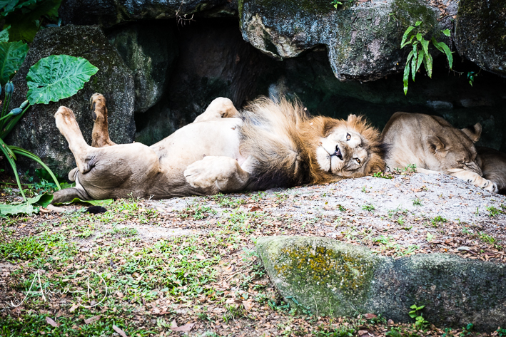 Singapore places to see - Just relaxing - Male Lion Singapore Zoo