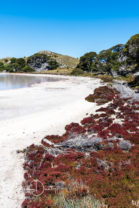Colourful vegetation on the edges of the salt lake - Rottnest Island Western Australia