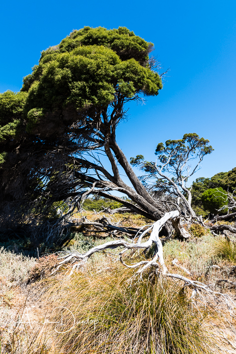 Natural scenes during our walk-on Rustiest Island Western Australia